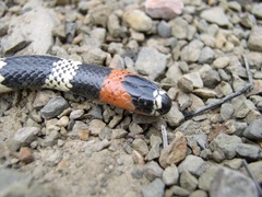Bolivian Coral Snake photo 2