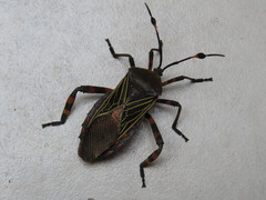 Pachylis gigas