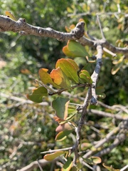Gymnosporia maranguensis