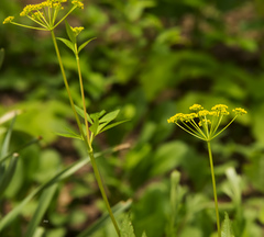 Zizia trifoliata