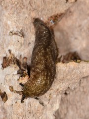 Philomycus flexuolaris