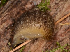 Philomycus flexuolaris