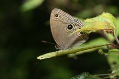 Lethe butleri