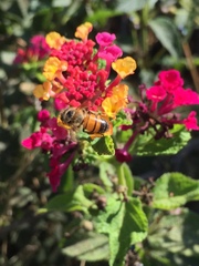 Apis mellifera