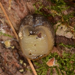 Philomycus flexuolaris