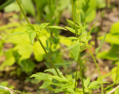 Zizia trifoliata