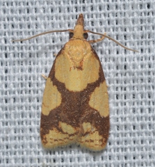 Cenopis ferreana