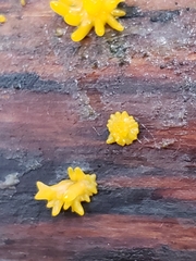 Calocera furcata