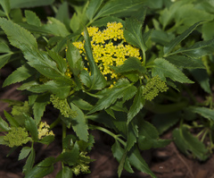 Zizia trifoliata