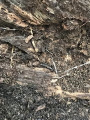 Platydracus cinnamopterus
