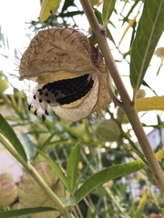 Gomphocarpus physocarpus