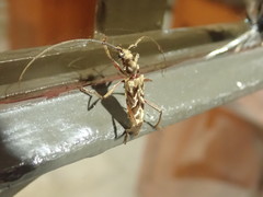 Mallocera amazonica