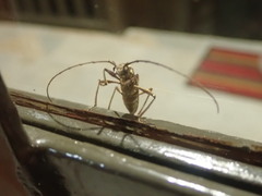 Mallocera amazonica