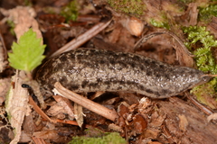 Philomycus togatus