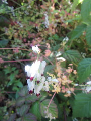 Fumaria capreolata babingtonii