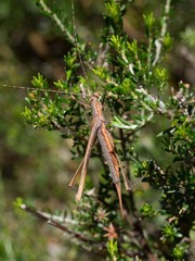 Zaprochilus australis