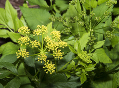 Zizia trifoliata
