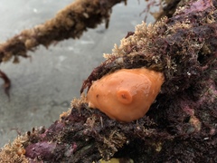 Cnemidocarpa
