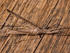 Zaprochilus australis