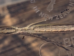 Zaprochilus australis