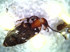 Coleoptera