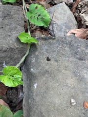 Epipedobates machalilla