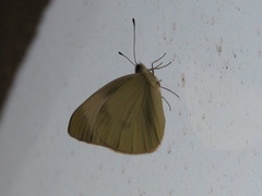 Pieris