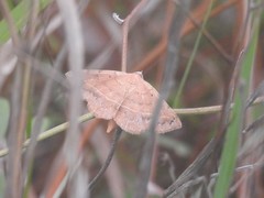 Hemeroplanis scopulepes