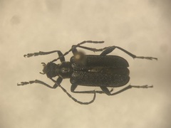 Brachysomida bivittata