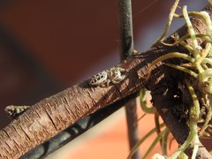 Dendryphantes mordax