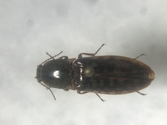 Actenicerus cuprascens