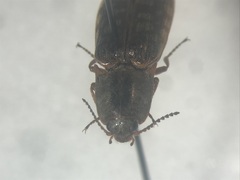 Actenicerus cuprascens