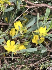 Hibbertia subvaginata