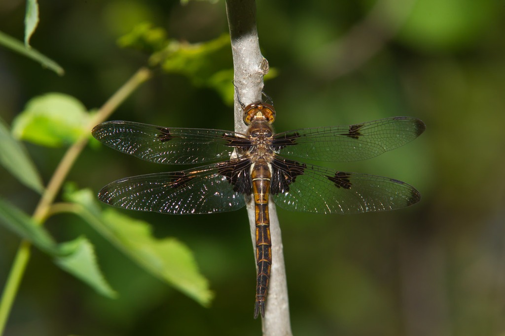 Epitheca princeps (Prince Baskettail) (Dragonflies and Damselflies of ...