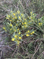 Hibbertia subvaginata