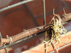 Dendryphantes mordax