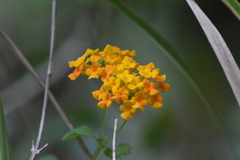 Lantana camara image