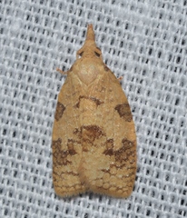 Cenopis saracana