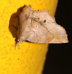Pangrapta curtalis