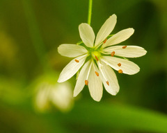 Stellaria graminea