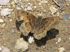 Antigonus funebris