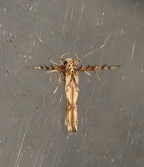 Stathmopoda stimulata