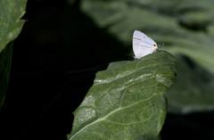 Teratozephyrus arisanus