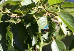 Chrysozephyrus esakii