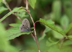 Palaeonympha opalina