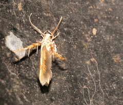 Stathmopoda stimulata