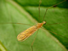 Gonomyia manca - Photo (c) Katja Schulz, some rights reserved (CC BY)