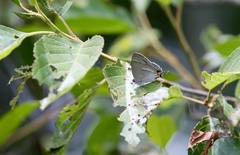 Chrysozephyrus esakii