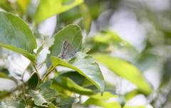 Chrysozephyrus esakii