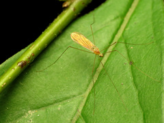 Gonomyia manca
